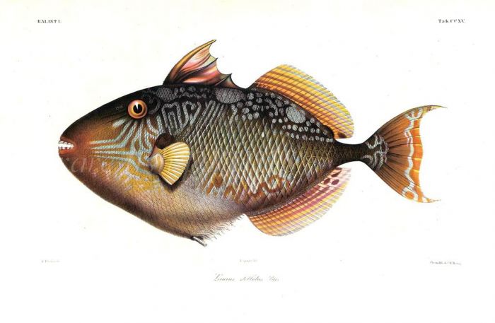 LEIURUS STELLATUS  - TRIGGERFISH print