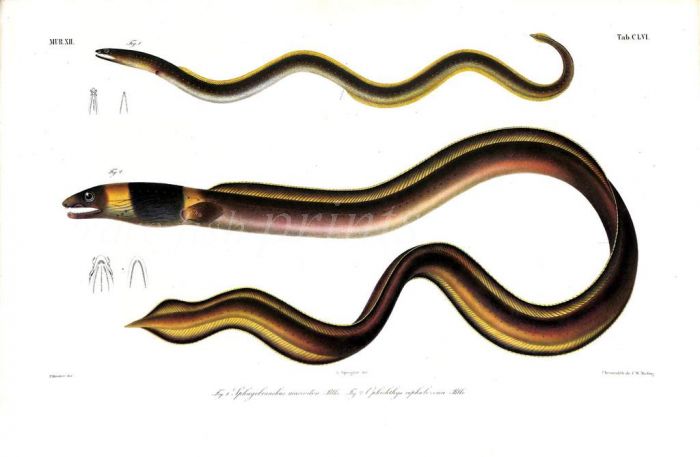 SPHAGEBRANCHUS MACRODON & OPHICHTHYS CEPHALOZONA eel print