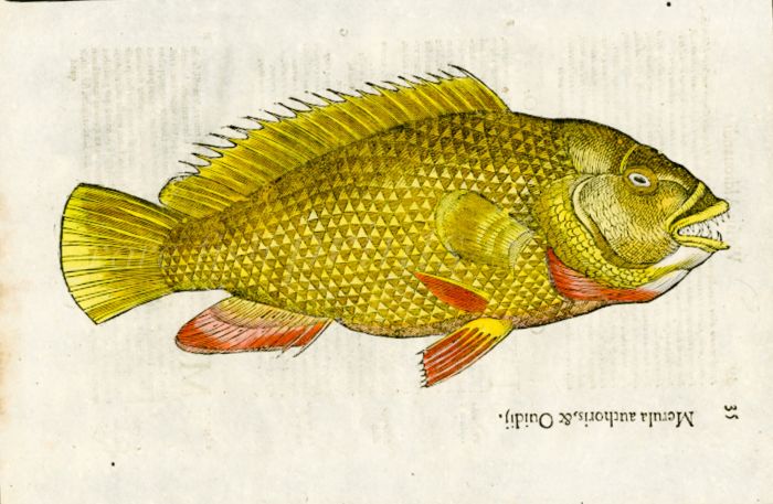 ALDROVANDI - THE MERULA WRASSE woodcut fish print ( Merula authoris ) 1638