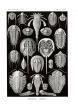 HAECKEL - ASPID0NIA - ARTHROPODA - ARTHROPODS print 1889 - 1904
