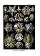 HAECKEL - BLASTOIDEA - BLASTOIDS SEA BUDS print 1899 -1904