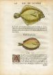 RONDELET FISH PRINT - TURBOT & WIDE-EYED FLOUNDER  - WOODCUT 1558 