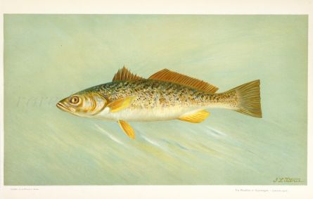 THE WEAKFISH or SQUETEAGUE print ( Cynoscion regale)
