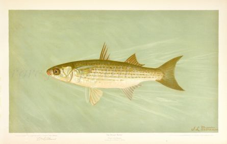 THE STRIPED MULLET print ( Mugil brasiliensis)