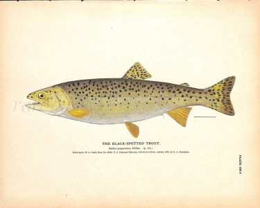 THE BLACK-SPOTTED TROUT print
