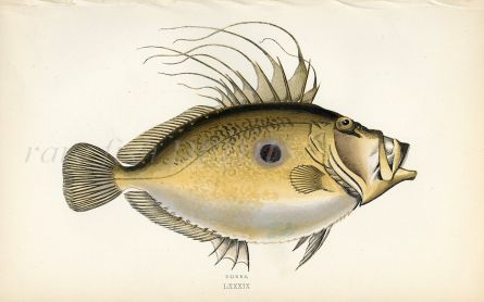 THE JOHN DORY fish print
