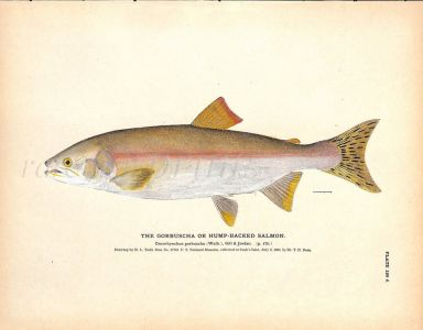 THE GORBUSCHA SALMON or HUMPBACKED SALMON print