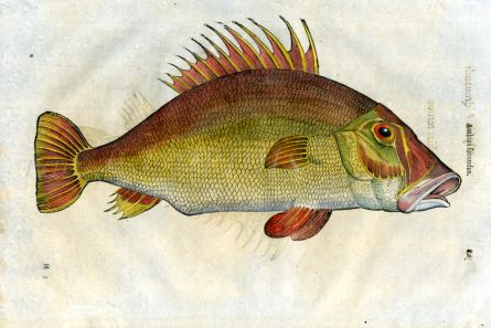 ALDROVANDI - THE ANTHIAS woodcut fish print (Fecundus) 1638