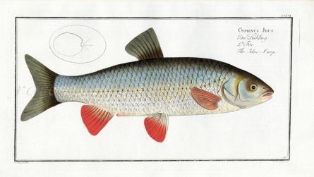 THE IDUS CARP Bloch fish print (Cyprinus Idus)