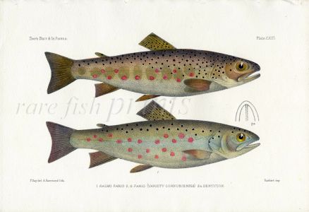 THE COMMON TROUT print