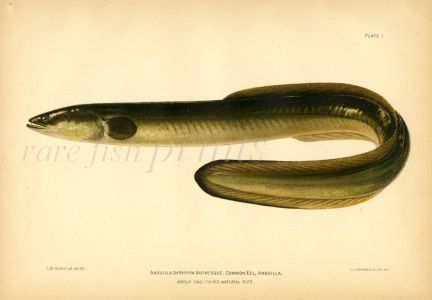 THE COMMON eel fish print