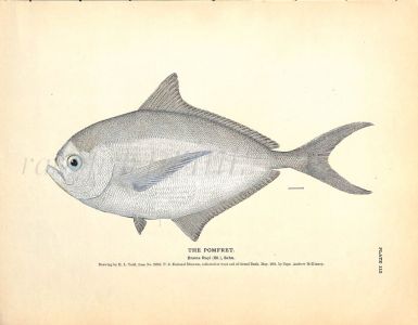 THE POMFRET print
