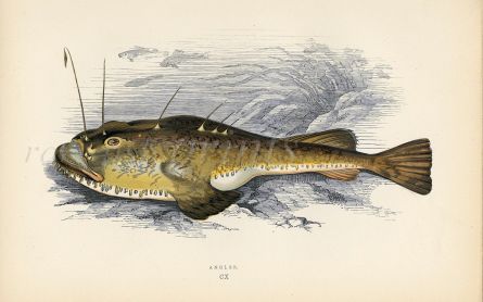 THE ANGLER fish print