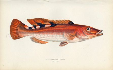 THE THREE-SPOTTED WRASSE fish print