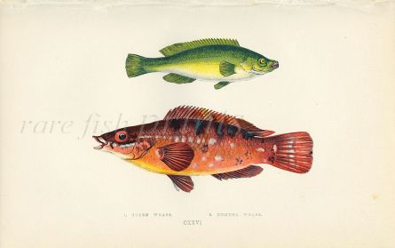 THE GREEN & COMBER WRASSE fish print