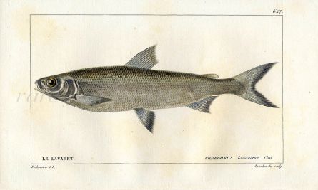 CUVIER - THE WHITEFISH print