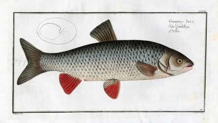 THE IDE Bloch fish print (Cyprinus Idus)