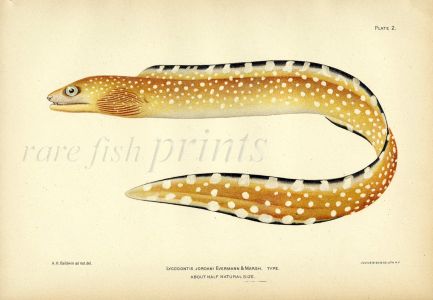 THE SNOWFLAKE MORAY EEL fish print