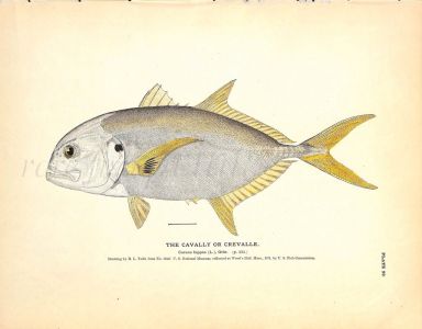 THE CAVALLY OR CREVALLE print