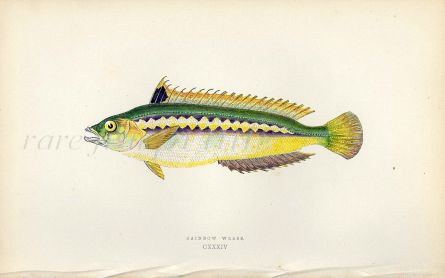 THE RAINBOW WRASSE fish print