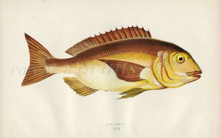 THE GILTHEAD BREAM fish print