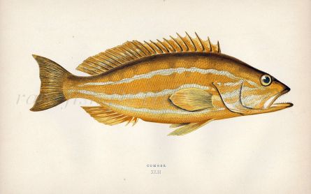 THE COMBER fish print