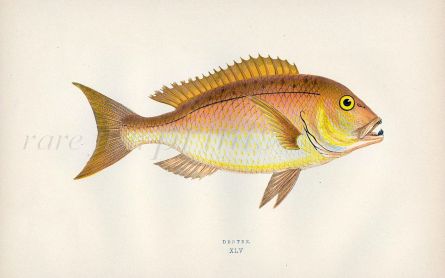 THE DENTEX fish print