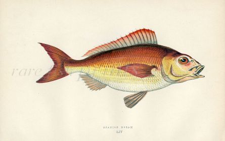 THE SPANISH BREAM fish print