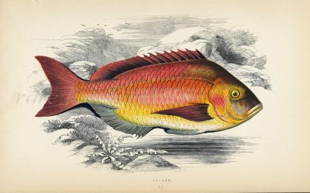 THE BECKER SEA BREAM fish print