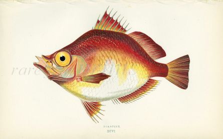 THE BOARFISH print