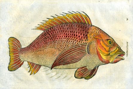 ALDROVANDI - THE ANTHIAS CONGENGER woodcut fish print 1638