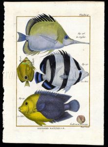 THE LONGNOSE BUTTERFLY & BARRED ANGELFISH print