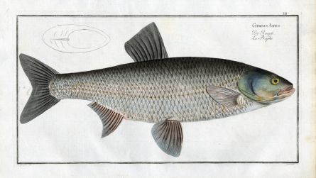 THE ASP Bloch fish print (Cyprinus Aspius)