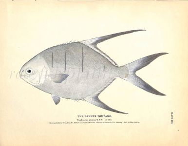 THE BANNER POMPANO print
