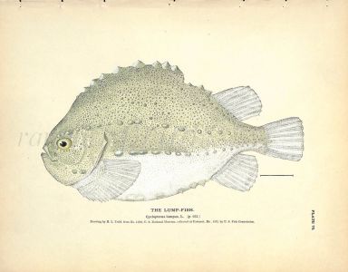 THE LUMPFISH print