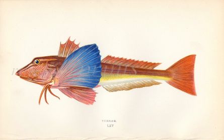 THE TUB GURNARD fish print