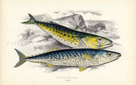 THE SPANISH MACKEREL fish print