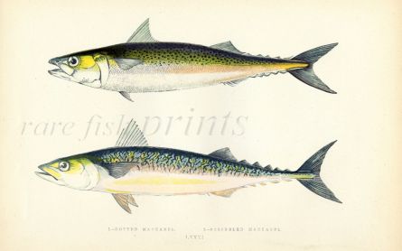 THE DOTTED & SCRIBBLED MACKEREL fish print