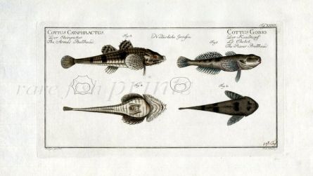 THE ARMED AND RIVER BULLHEAD print (Cottus Cataphractus & Gobio)