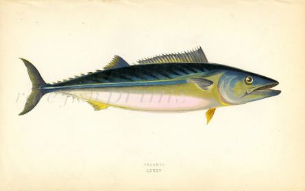 THE PELAMID ATLANTIC BONITO fish print