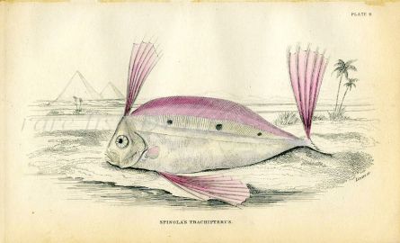 JARDINE/LIZARS - THE SPINOLA'S TRACHIPTERUS fish print