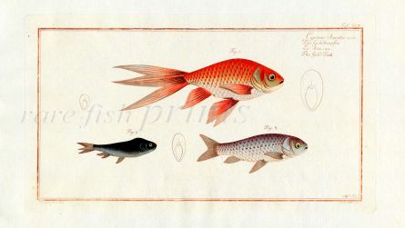 THE GOLDFISH Bloch fish print (Cyprinus Auratus variet)
