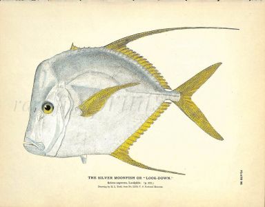 THE SILVER MOONFISH OR LOOKDOWN print