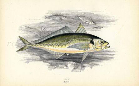 THE SCAD fish print