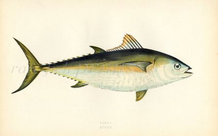 THE TUNNY fish print