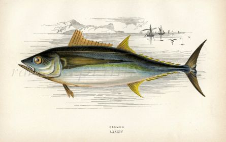 THE GERMON fish print
