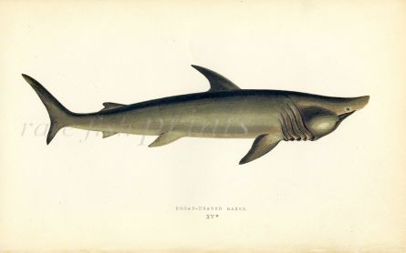 THE BROAD-HEADED GAZER SHARK fish print