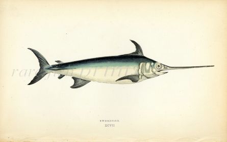 THE SWORDFISH print