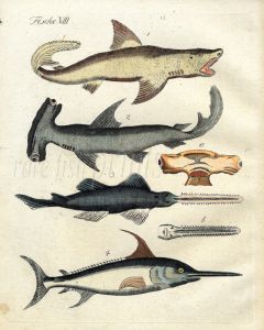 THE GREAT WHITE SHARK, HAMMERHEAD, SAWFISH, SWORDFISH print