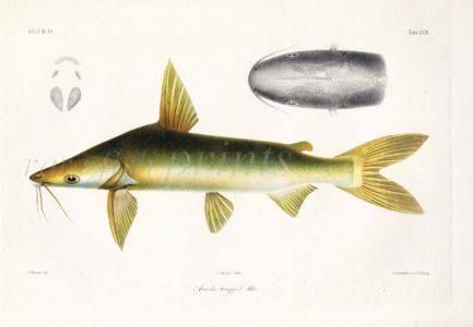 SILURE - Ariodes tonggol - ROUGHBACK SEA CATFISH print